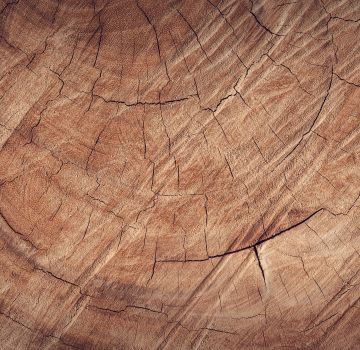 wood-1866659
